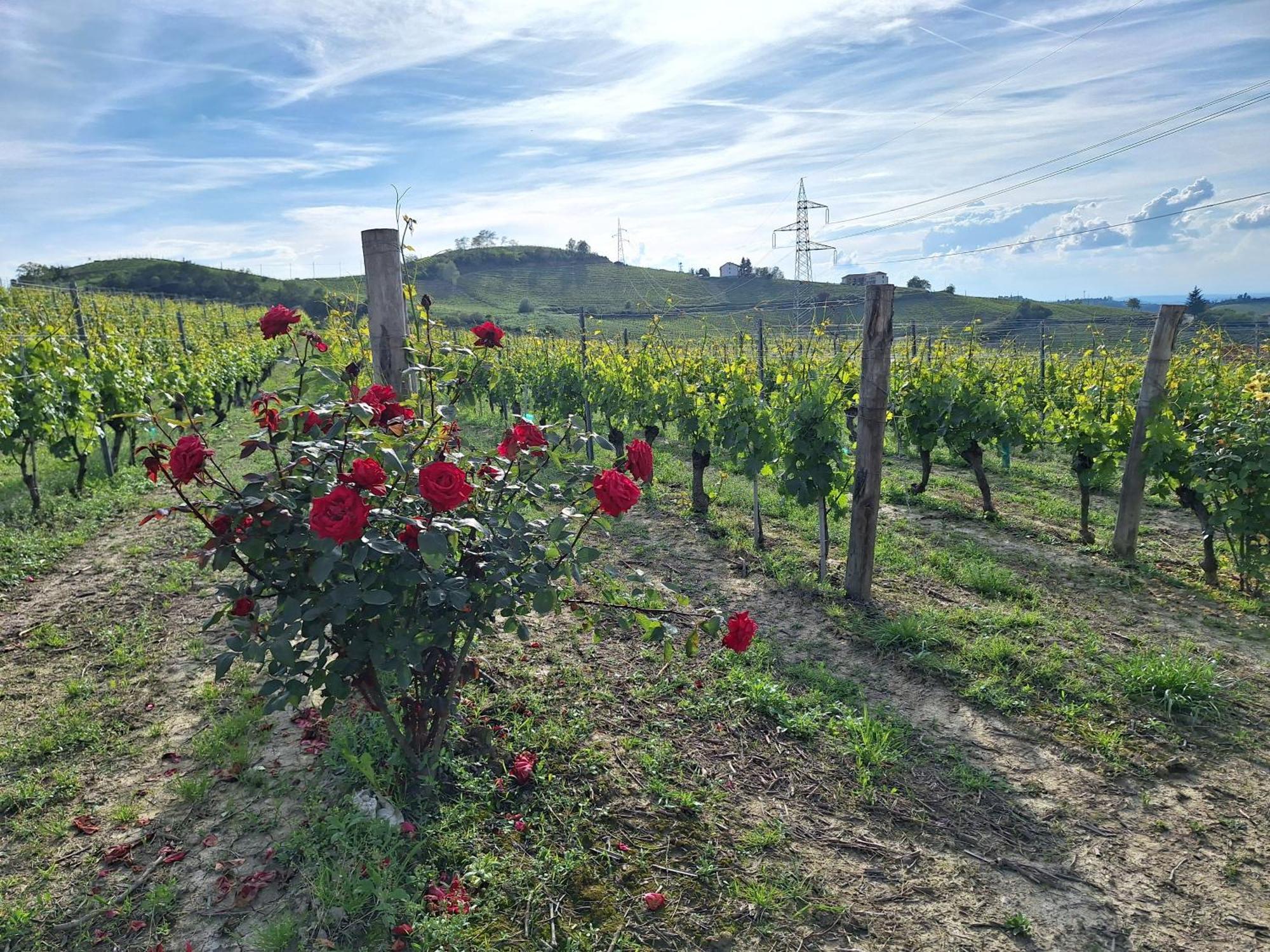 Agriturismo Ca Trinche Camo Dış mekan fotoğraf