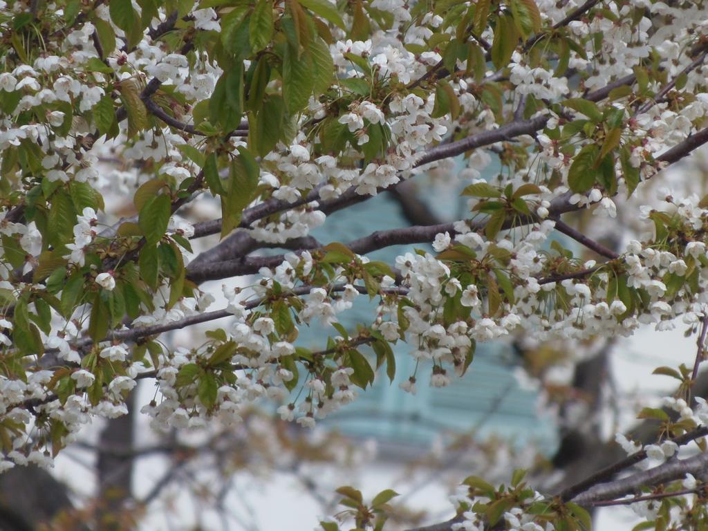 Agriturismo Ca Trinche Camo Dış mekan fotoğraf
